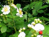 WhiteDriftRose wHips